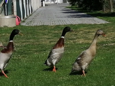 OPG Leo Lisjak