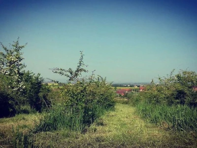 OPG Livak
