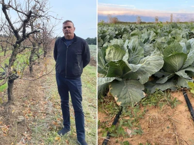OPG Batur Marijo - proizvodnja voća, povrća i maslina