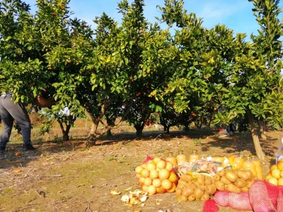 OPG Marin Nikolić