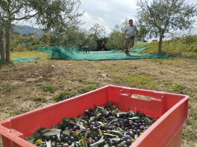 OPG Matijašić - berba maslina