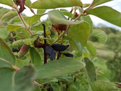 OPG Nataša Veić