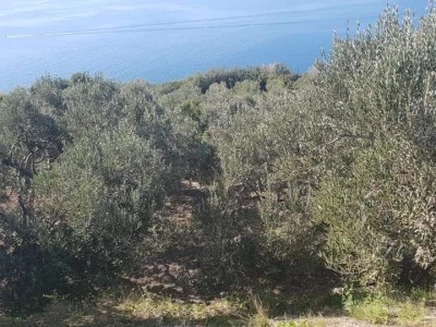 OPG Pašeta