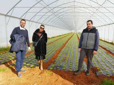OPG PEŠIĆ JOSIP -  Josipova profitabilna zimska kristalka i prve lubenice sa Velike Opatije