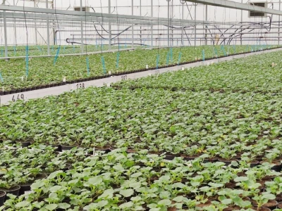 OPG Ravenšćak iz Bjelovara tijekom godine proizvede oko 500 tisuća teglica cvijeća