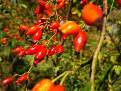 OPG Rosehip