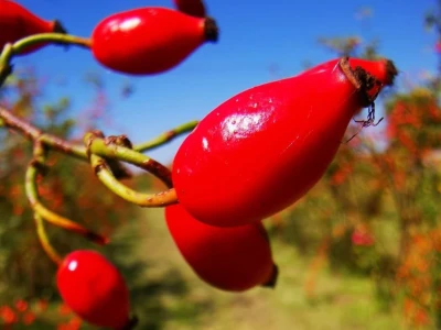 OPG Rosehip