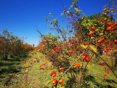 OPG Rosehip
