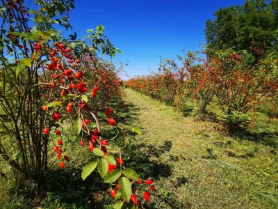 OPG Rosehip