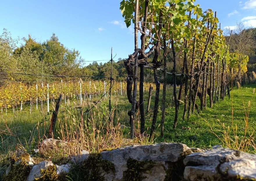 jarbola vino
