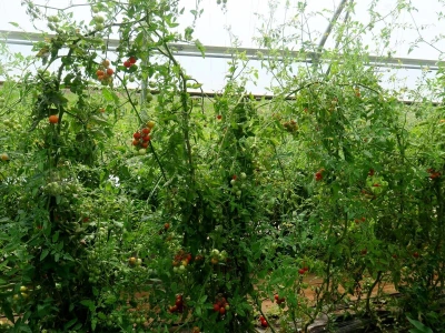 OPG Sarvan - ekološka proizvodnja Loborika