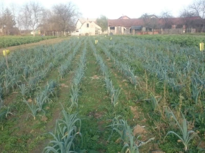 OPG Šipek