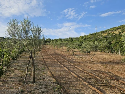 OPG Škorić Primošten