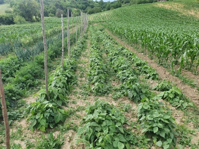 OPG ŠTABIĆ ANKA