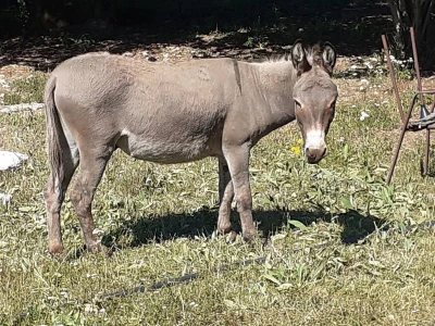 OPG Stipe Pavičića