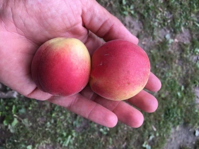 OPG Vidaković