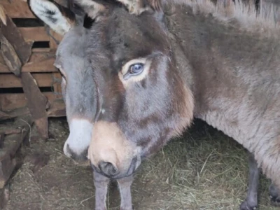 OPG "Viraj Rafael" iz Drinovaca u općini Grude