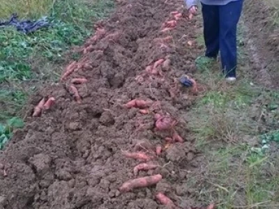 Vađenje batata