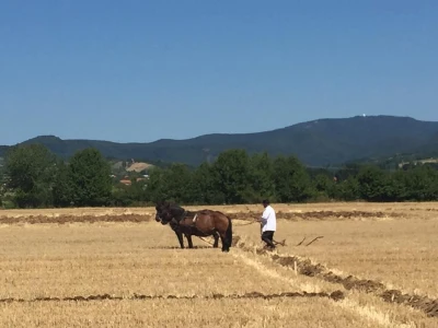 Natjecanje u oranju u Biškupcima