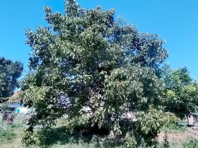 Orah u kolovozu