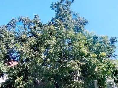 Orah u kolovozu