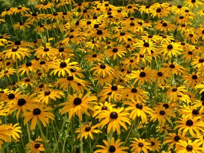 Rudbekija