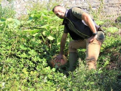 Organski kompost