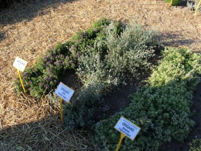 Origano