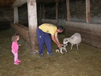 Ovca pramenka se drugi put ojanjila ove godine