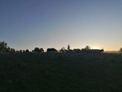 Ovčarstvo i kriza ugostiteljstva