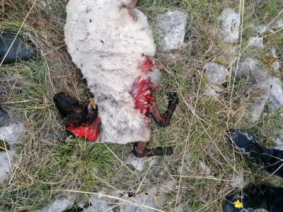 Ovčarstvo i kriza ugostiteljstva