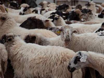 Farma ovaca u selu Nunić