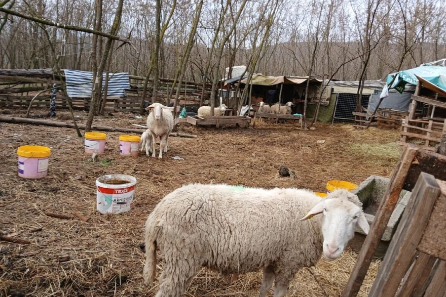 Ovce i jagnje