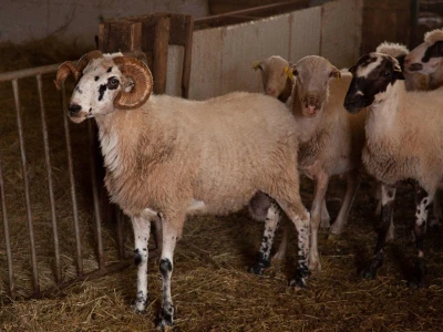 Farma ovaca u selu Nunić