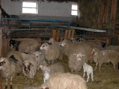 Ovce i janjci u farmi Ivana Kalopera