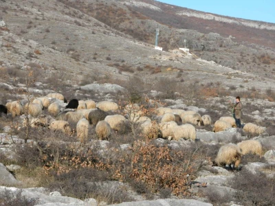 Ovce na ispaši u dalmatinsko-zagorskom kršu