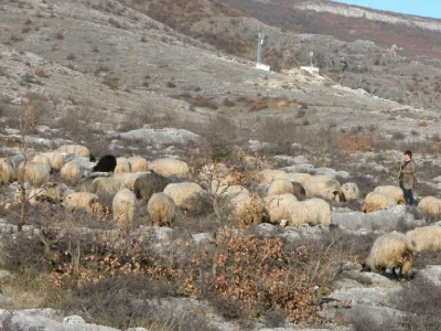 Ovce na ispaši u kršu Kamešnice