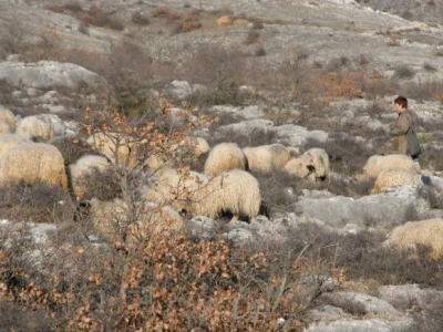 Ovce na ispaši u kršu dalmatinskog zaobalja