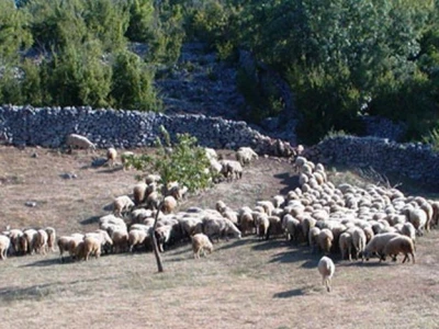 Stado ovaca na Velebitu