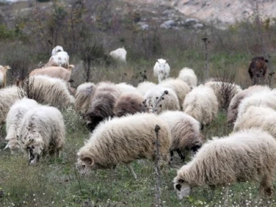 Ovce u dalmatinskom kršu (Brač)