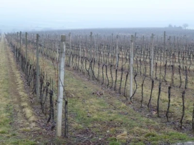 Vinceška 2012. Vina Belje