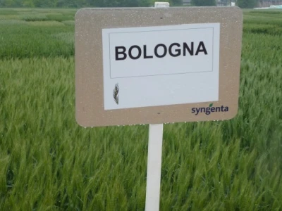Prikaz prinosa i kvalitete Syngentinih sorti pšenice