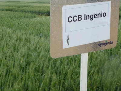 Prikaz prinosa i kvalitete Syngentinih sorti pšenice