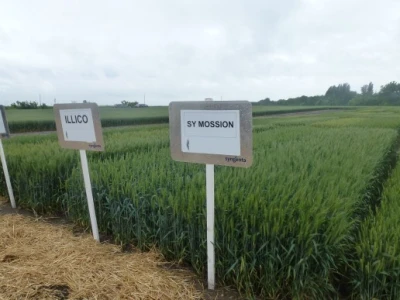 Prikaz prinosa i kvalitete Syngentinih sorti pšenice