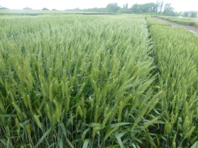 Prikaz prinosa i kvalitete Syngentinih sorti pšenice