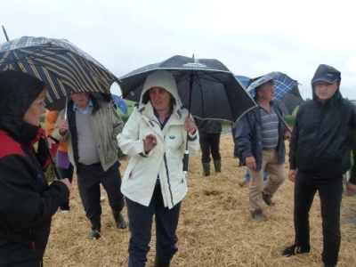 Prikaz prinosa i kvalitete Syngentinih sorti pšenice