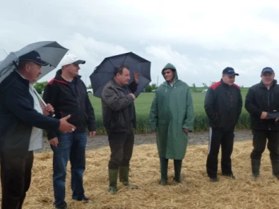 Prikaz prinosa i kvalitete Syngentinih sorti pšenice