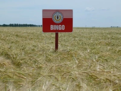 Ječam - Bingo