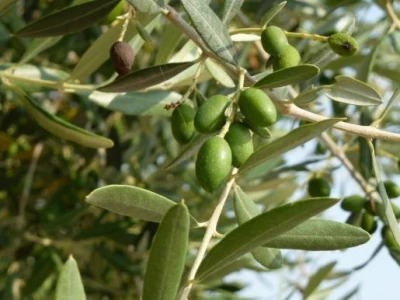 Maslina