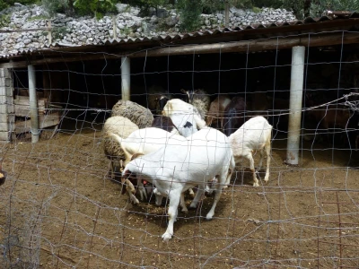 Vrijedni Miho stiže voditi brigu o svim životinjama